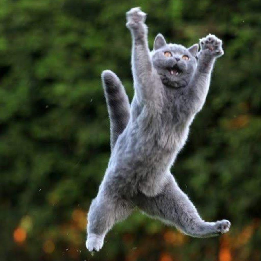 Кот радуется