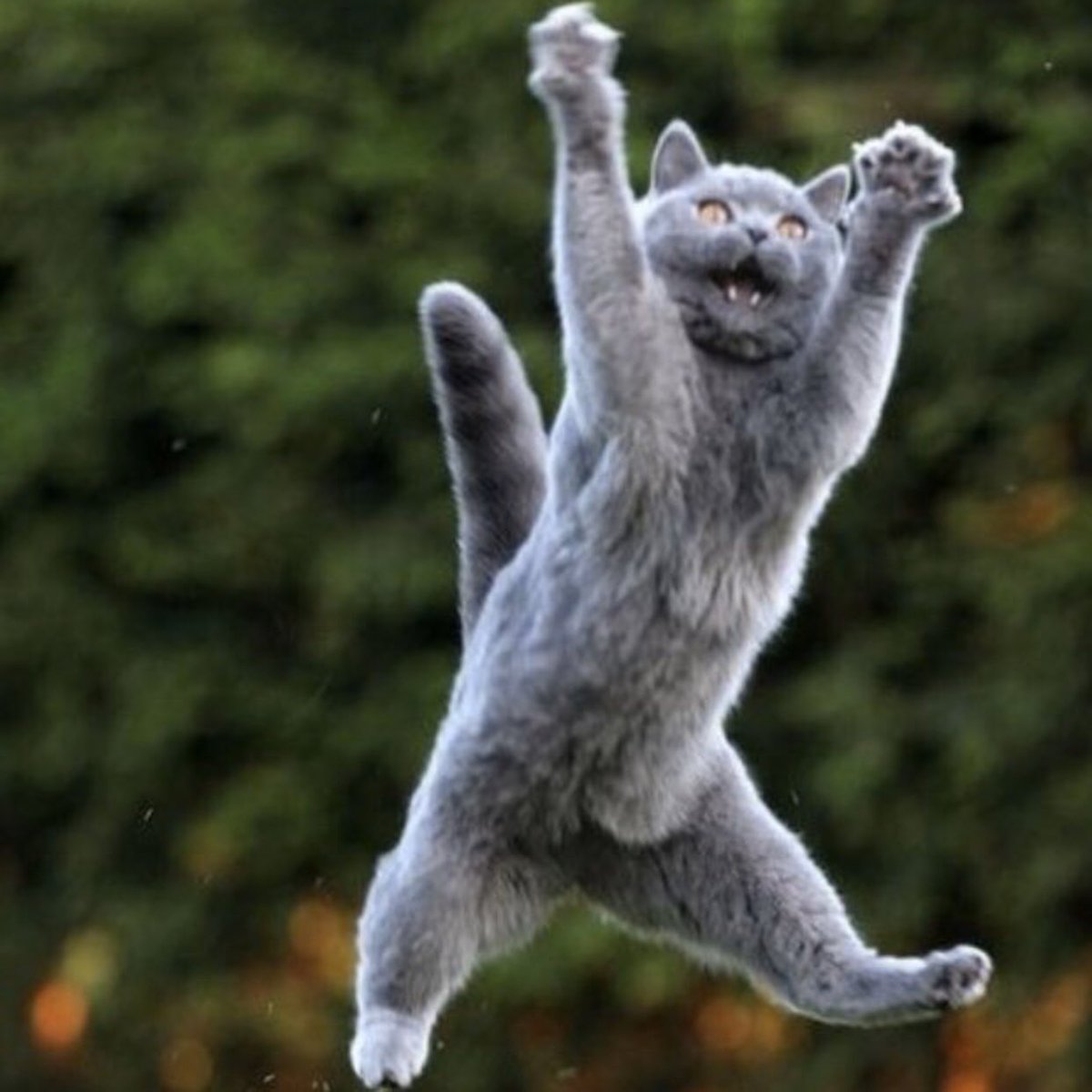 Кошка в прыжке