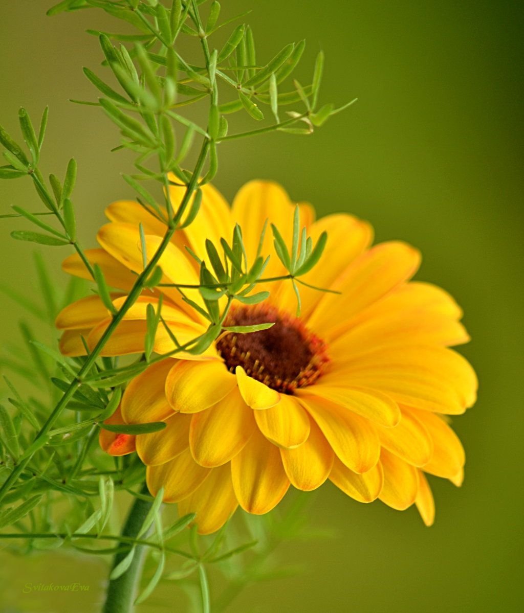 Солнечного настроения и удачи