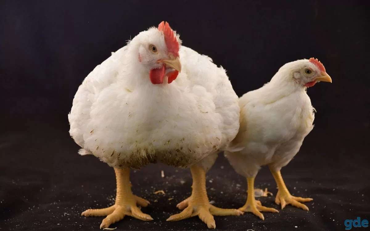 Бройлер Кобб 500