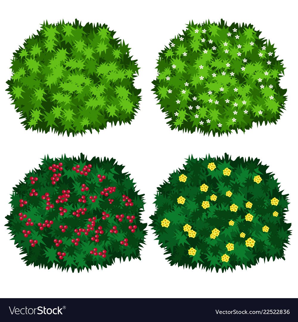Кустарники картинки для детей