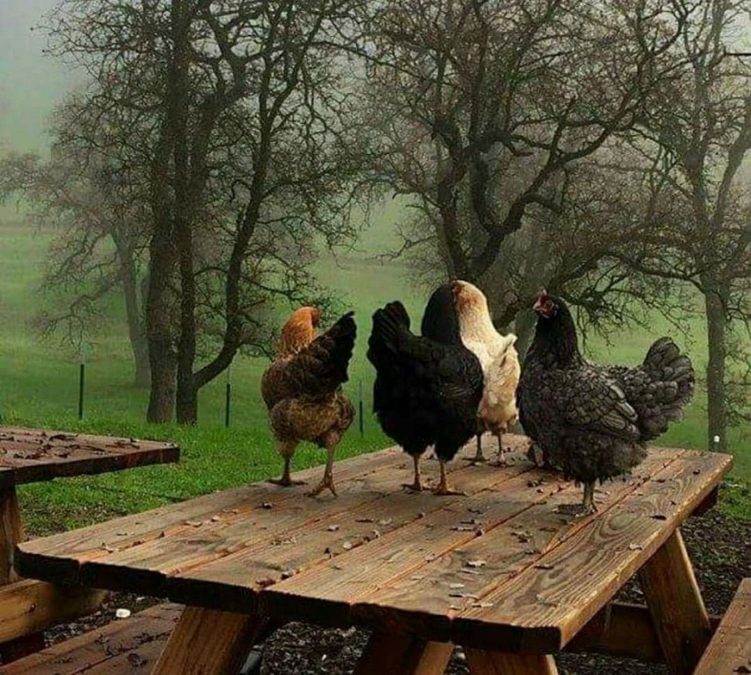 Три курицы на жердочке