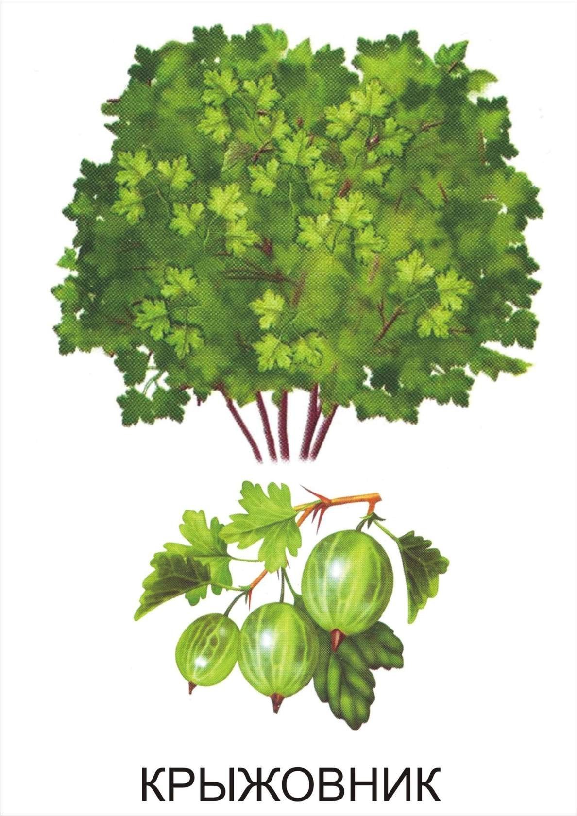 Крыжовник дерево кустарник