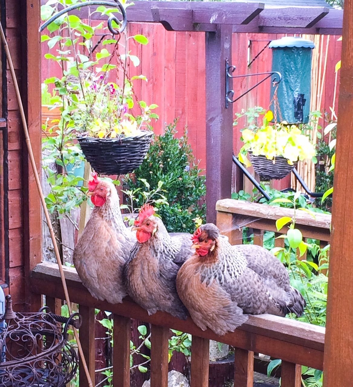 Куры на дачном участке