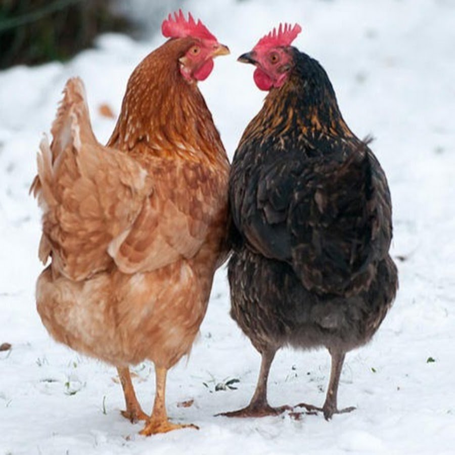 Корнуэльская порода кур