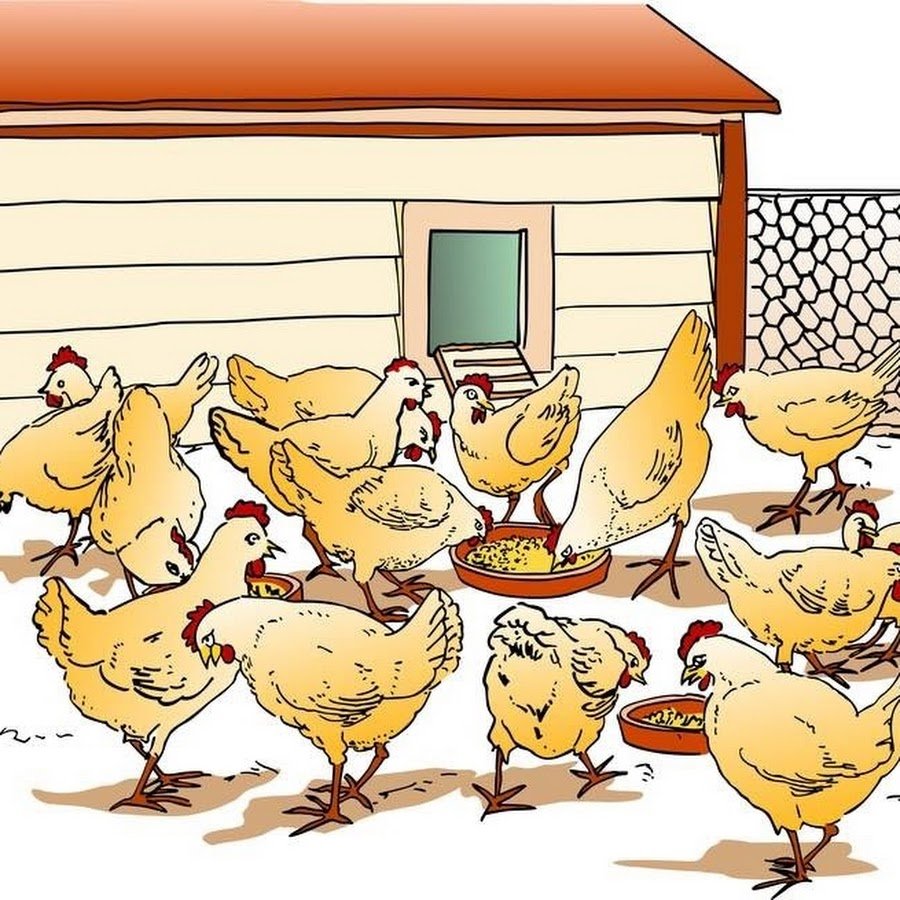 Куры в курятнике