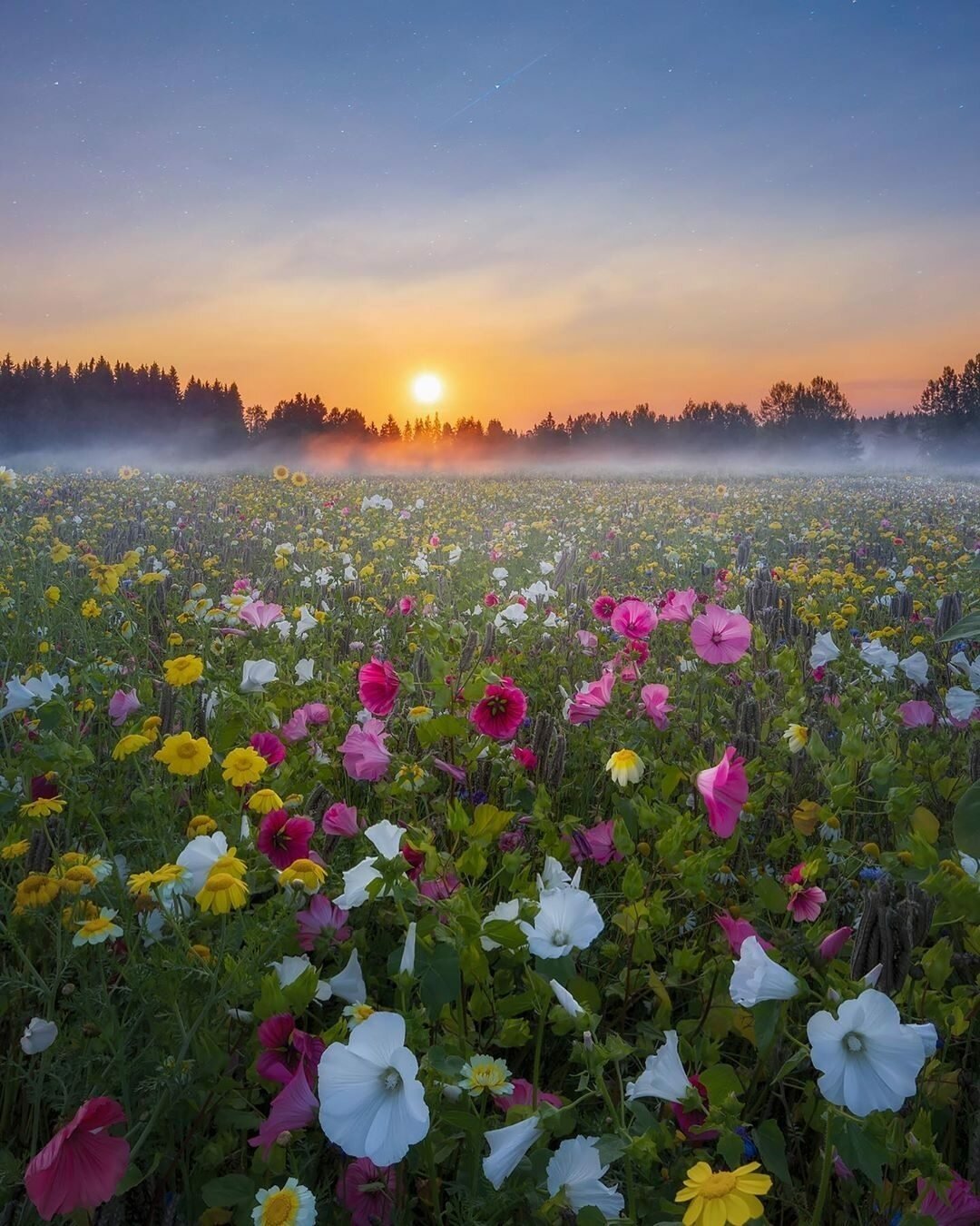 Поляна с цветами