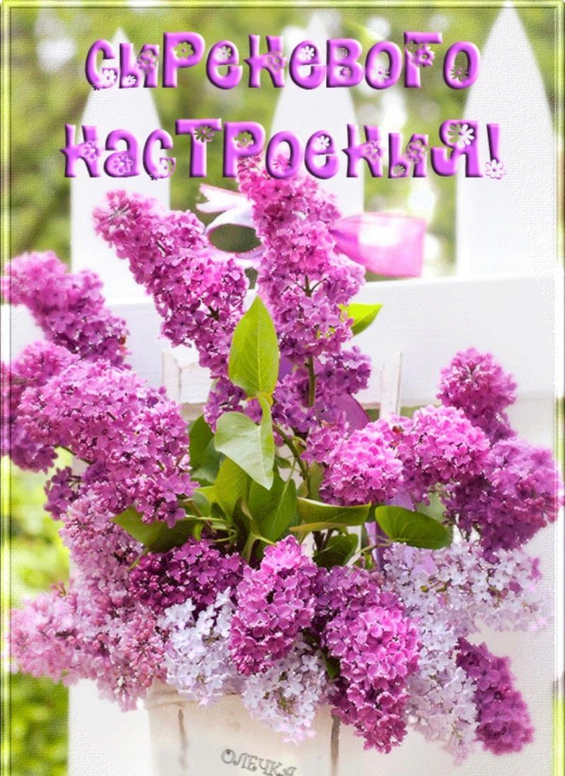 Сирень с пожеланиями