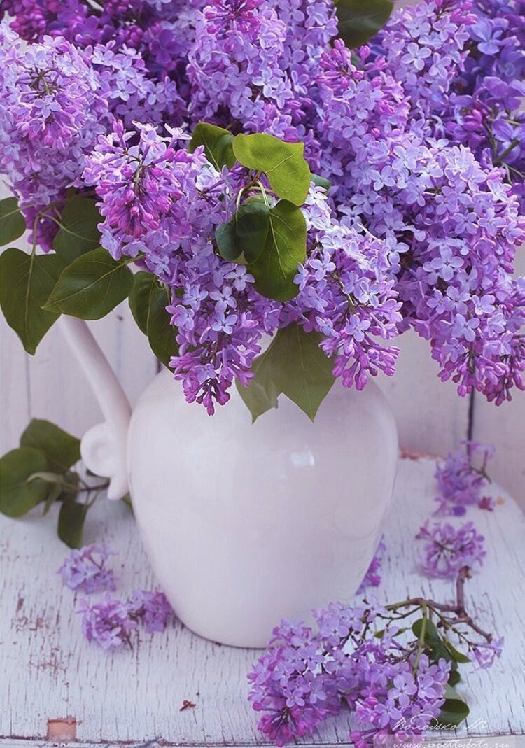 Доброе утро сирень