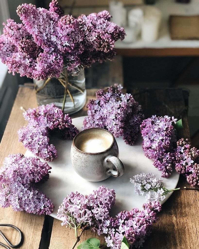 Лавандовое утро