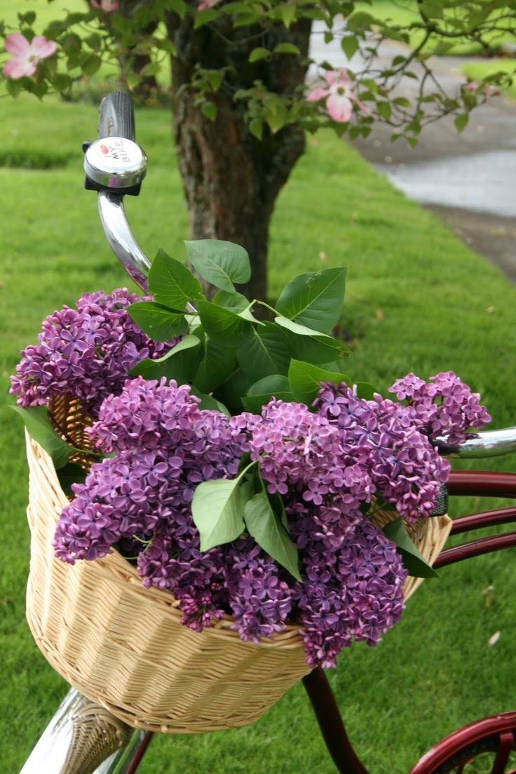 Сирень Мейера