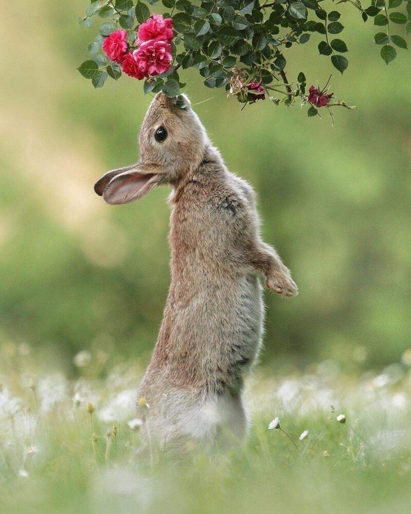 Заяц весной