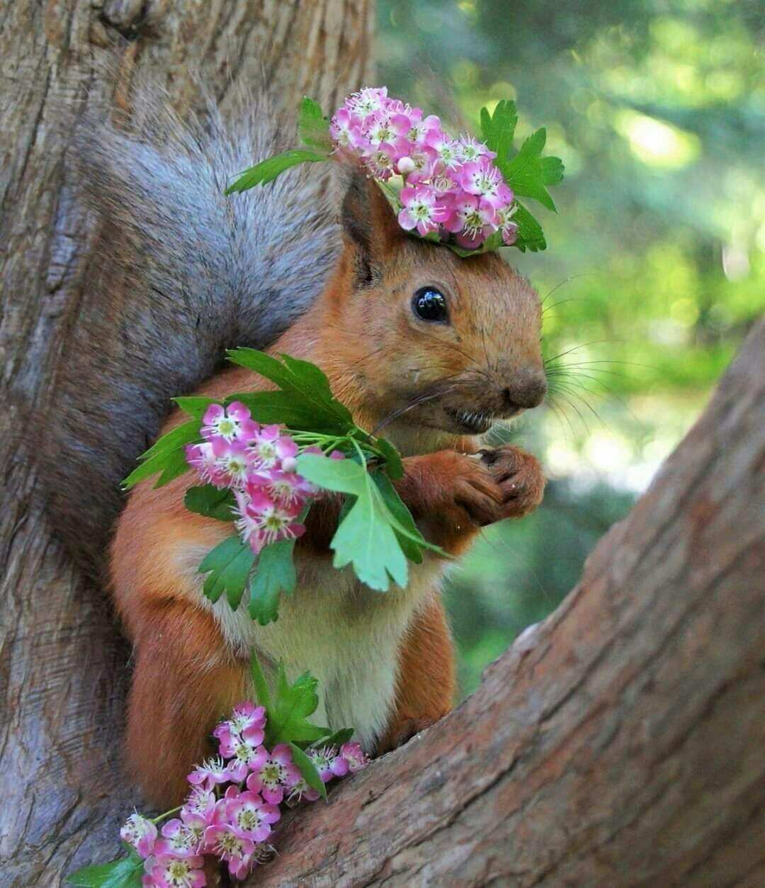 Весна животные