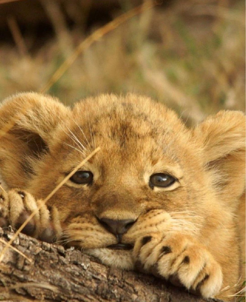 Львята фото