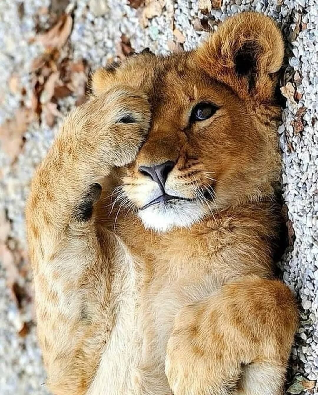 Лев львица и Львенок