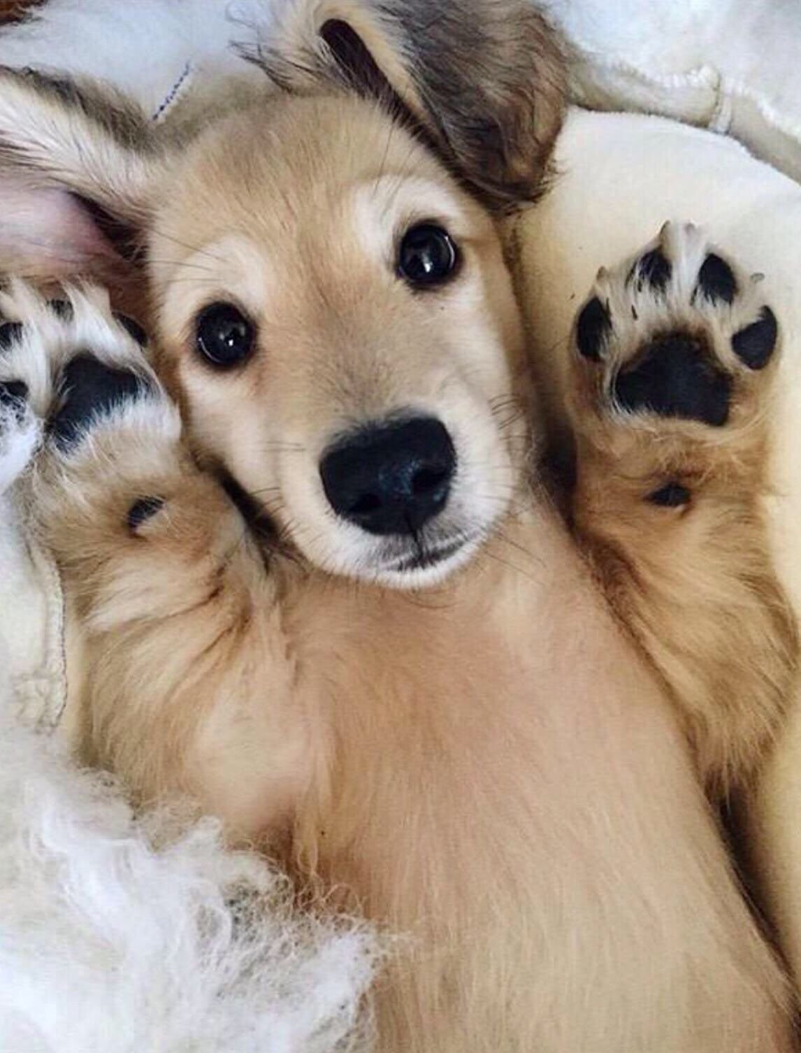 Милота собаки