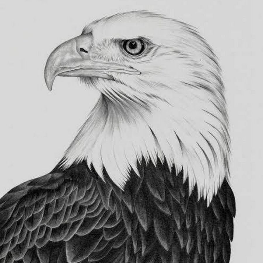 Рисунки Орлов карандашом