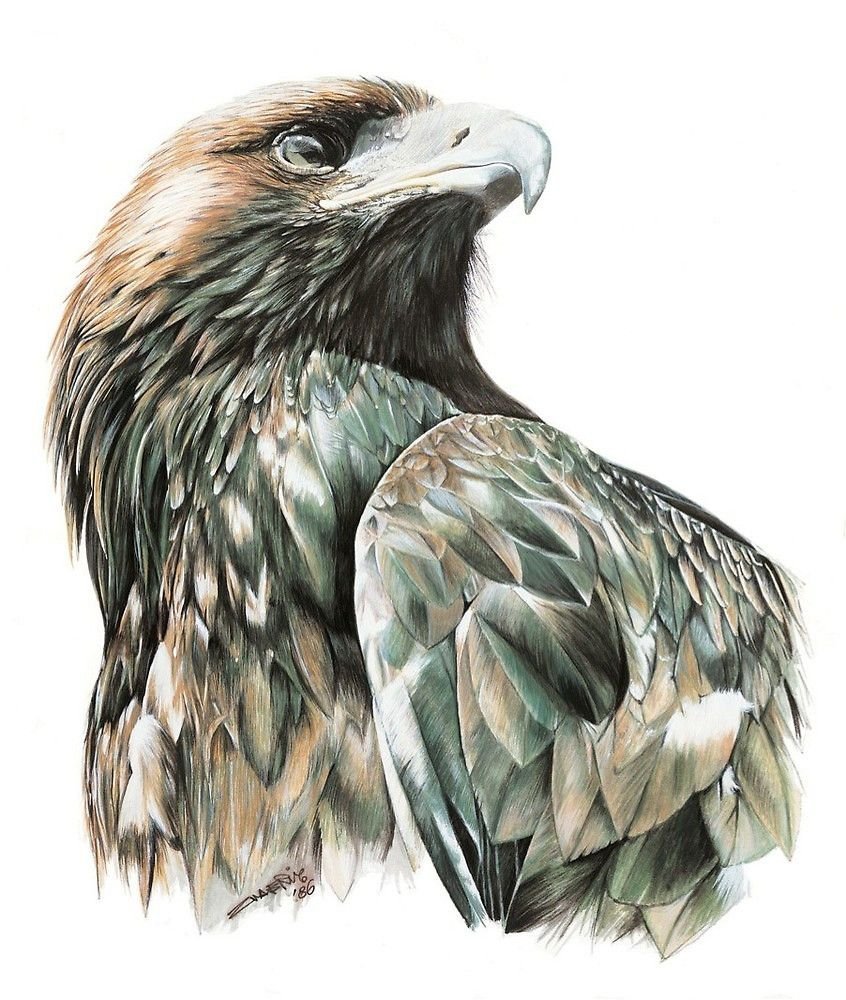 Стилизованная птица в полете