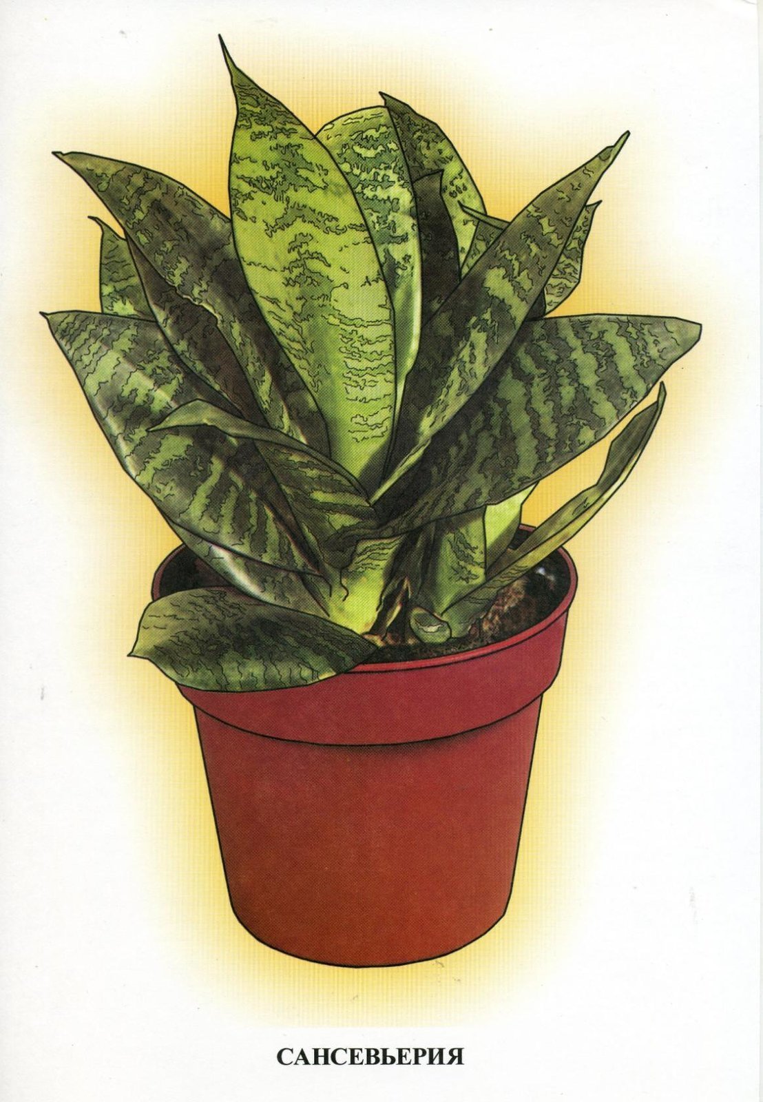 Паспорт комнатных растений в детском саду бегония