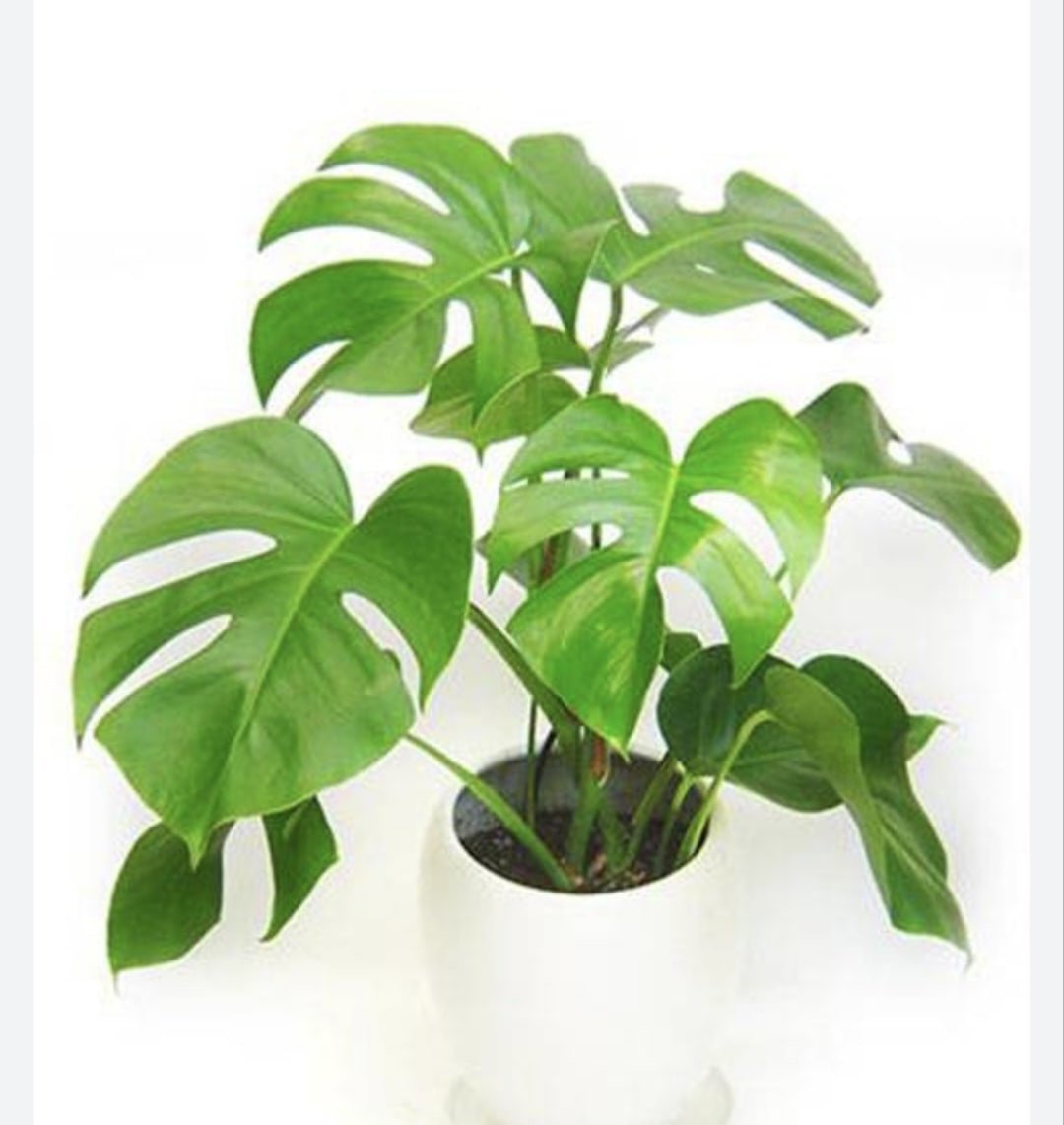 Комнатные растения очищающие воздух в квартире