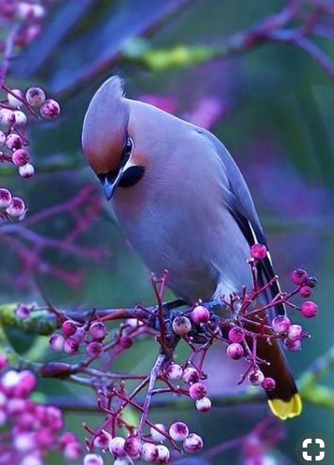 Виргинский Кардинал птица