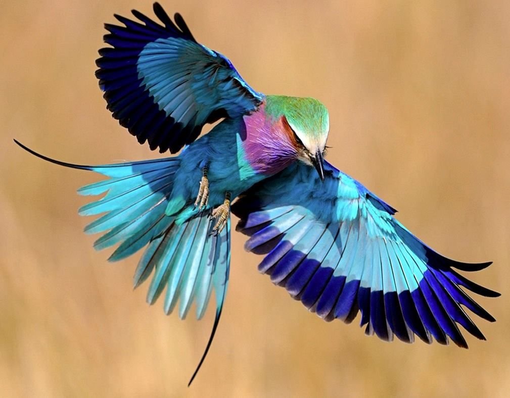 Голубая Грандала