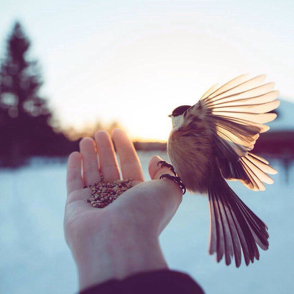 Друзья птиц