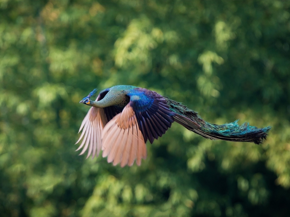 Редкие птицы