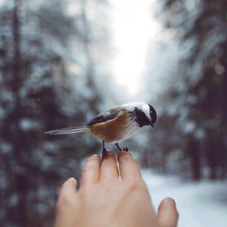 Брошь Райская птичка Колибри