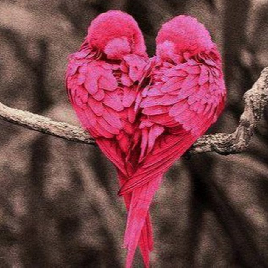 Сиреневая сизоворонка