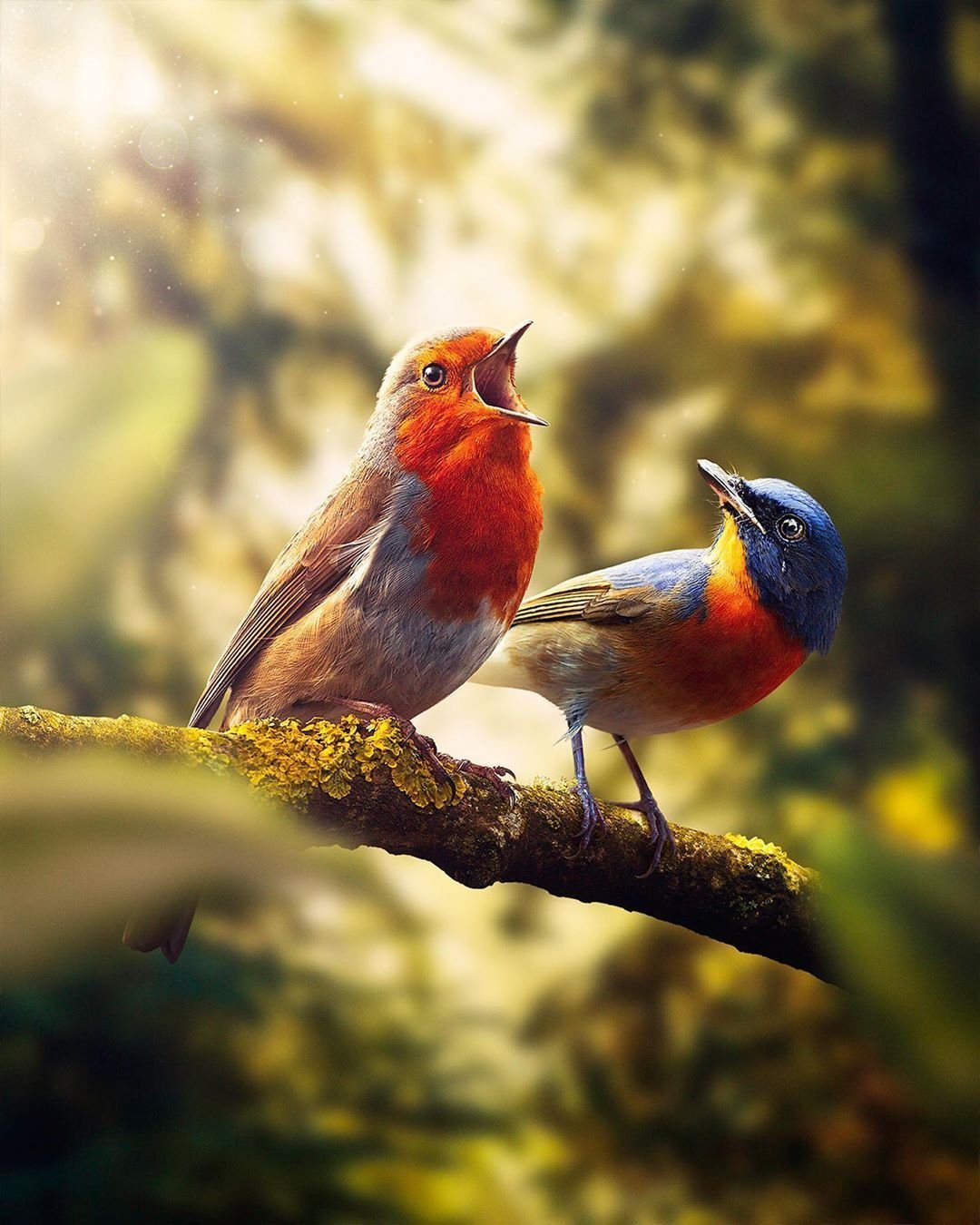 Волшебная птица