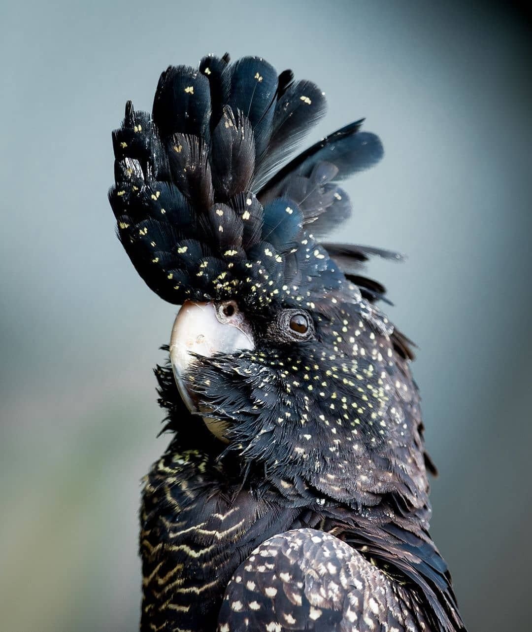 Синяя мухоловка птенец в гнезде