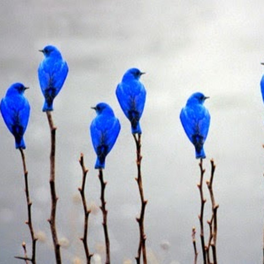 Сиренегиудая синеворонка