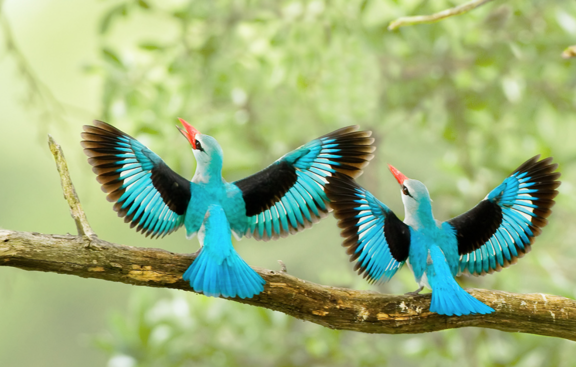 Птица сизоворонка голубая Африка