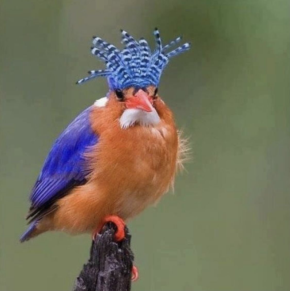 Райские птицы в природе