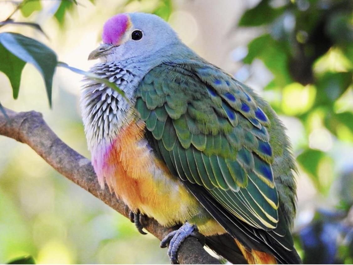 Красивая птица на ветке