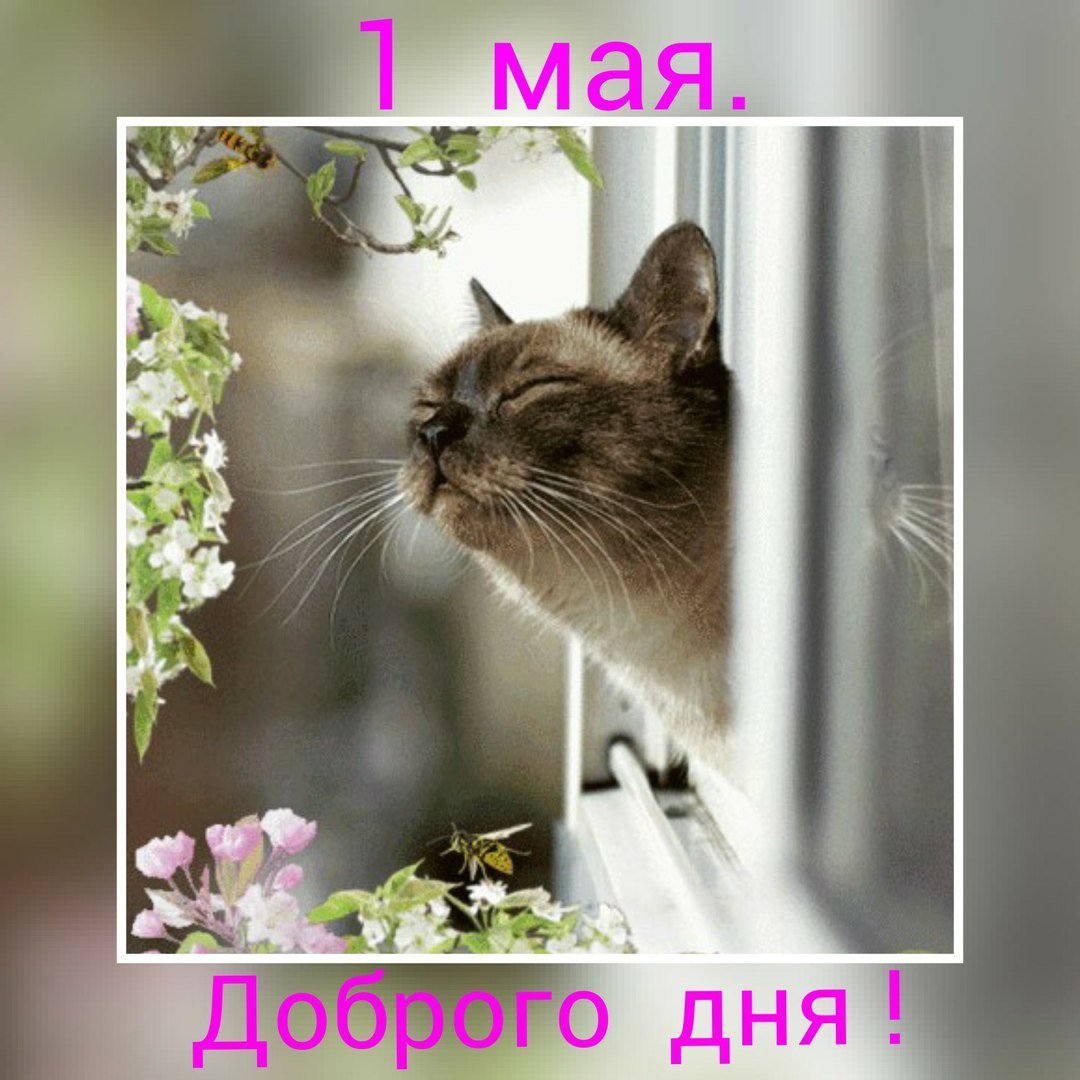 Доброе утро с весной и котами