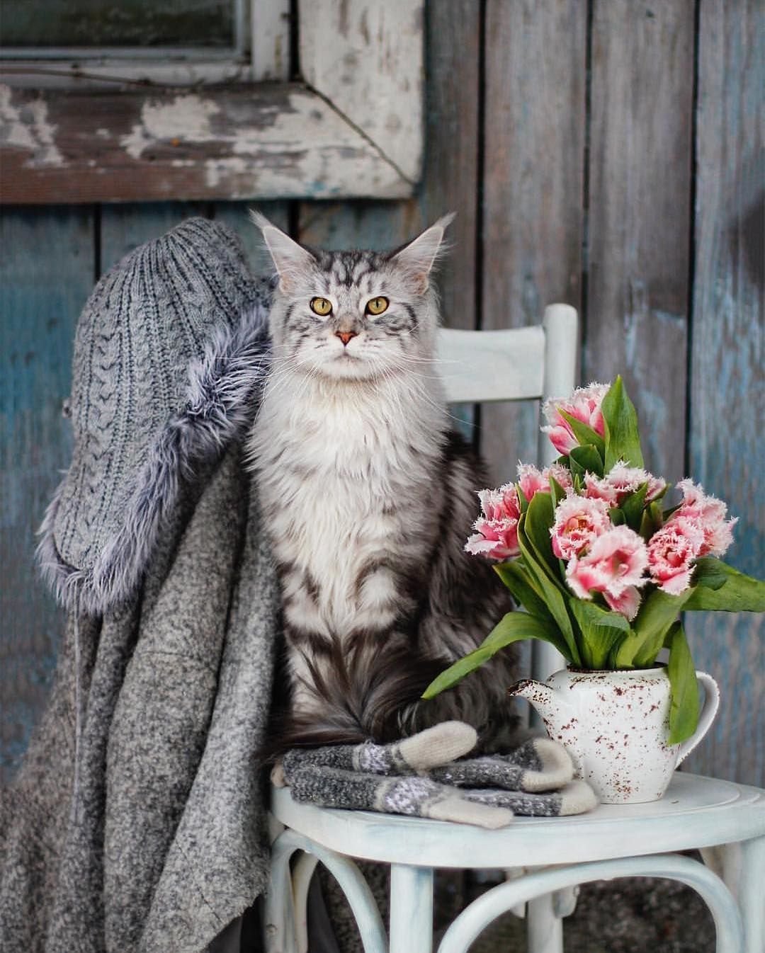 Уютные коты