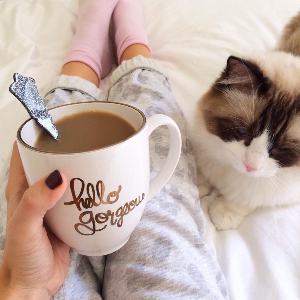 Доброе утро котик и кофе