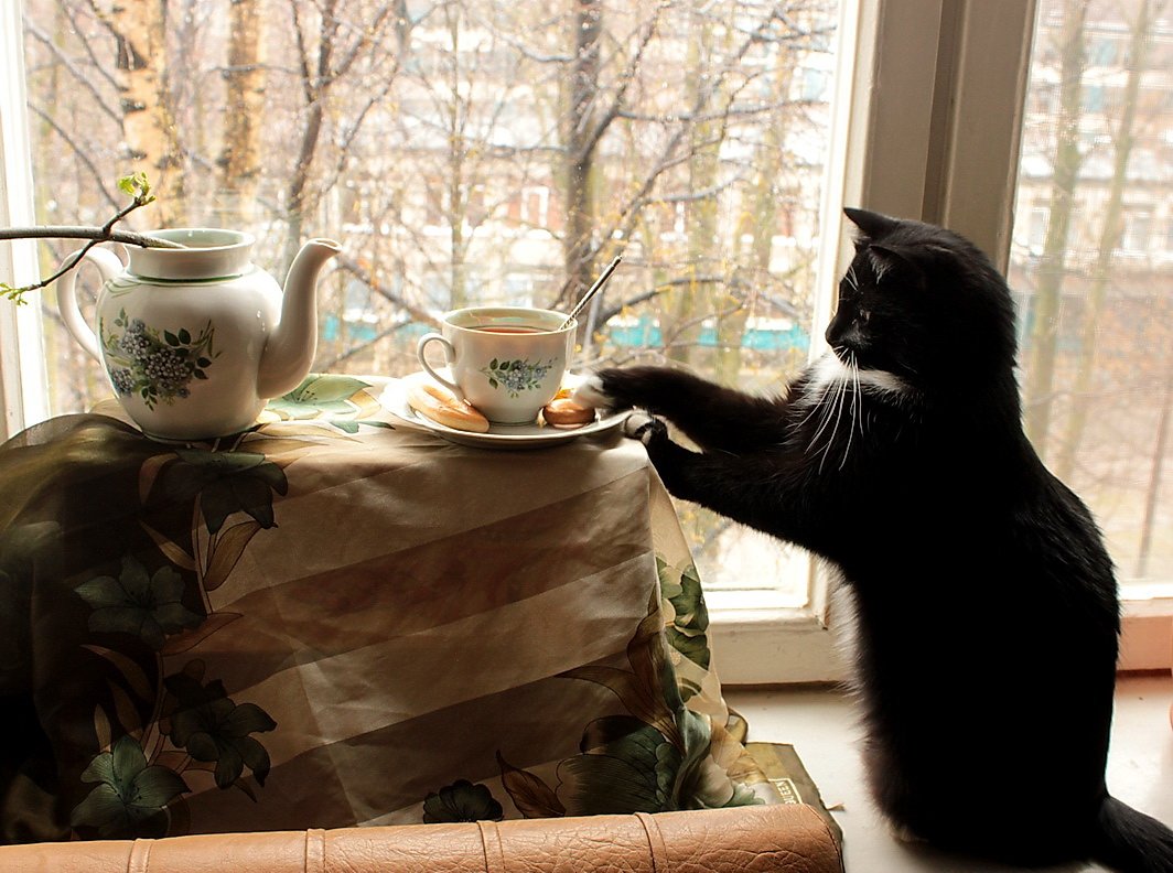 Кот с чашкой чая