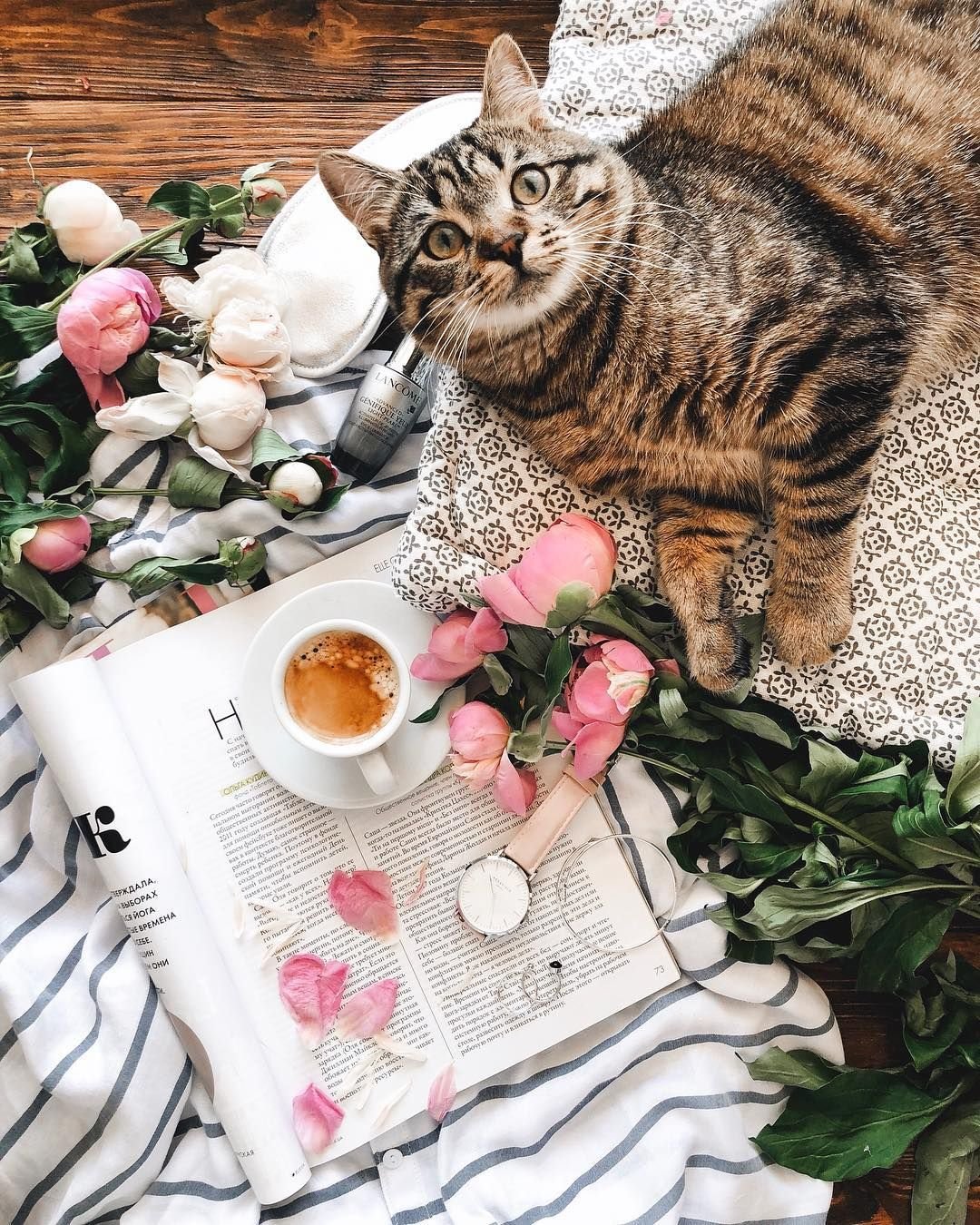 Утренний котик