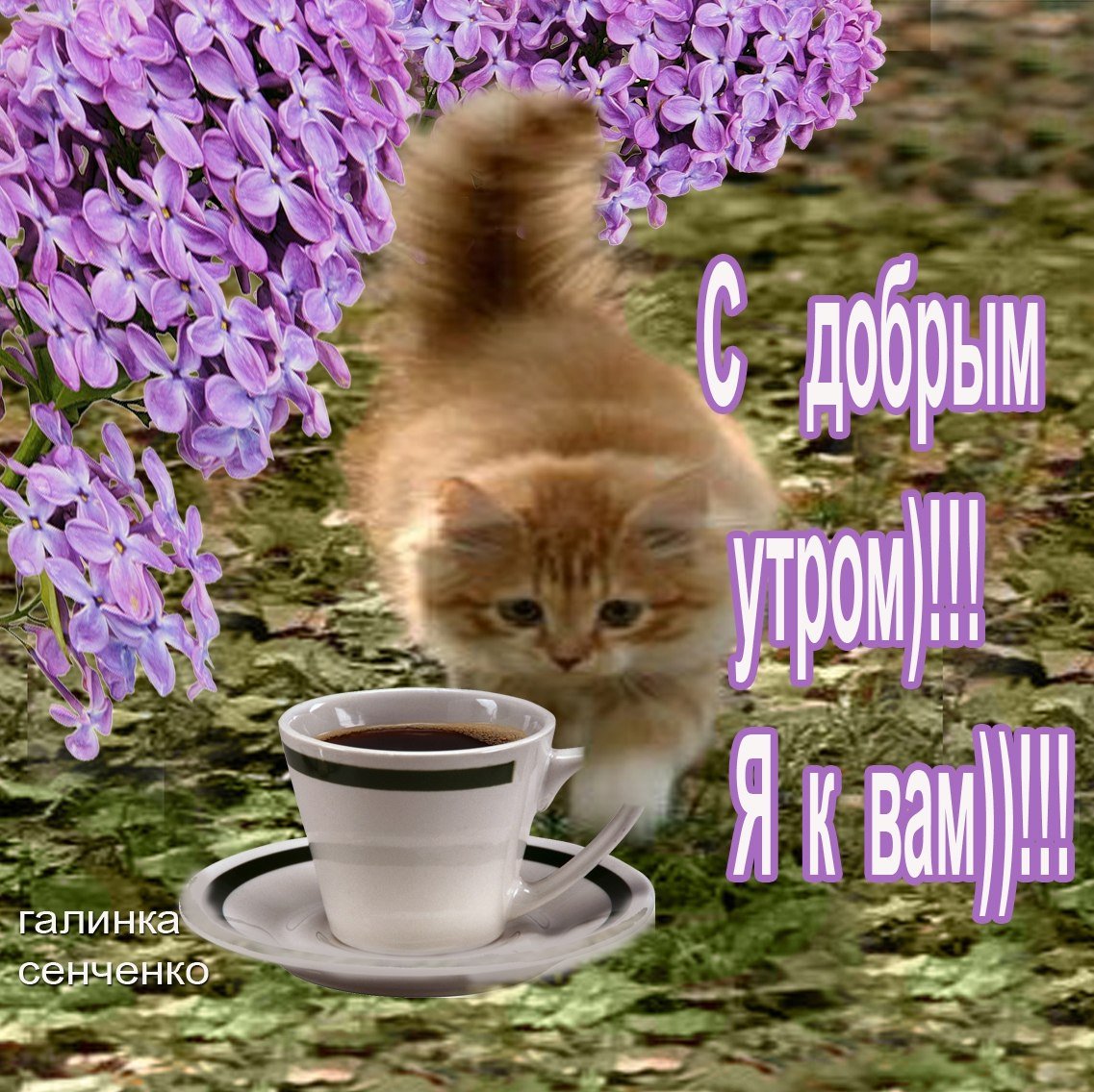 Открытки с добрым утром с котятами