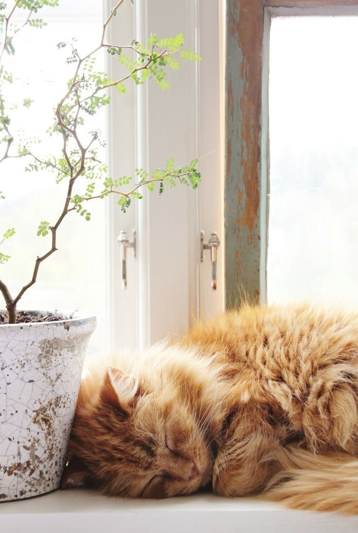 Уютный котенок