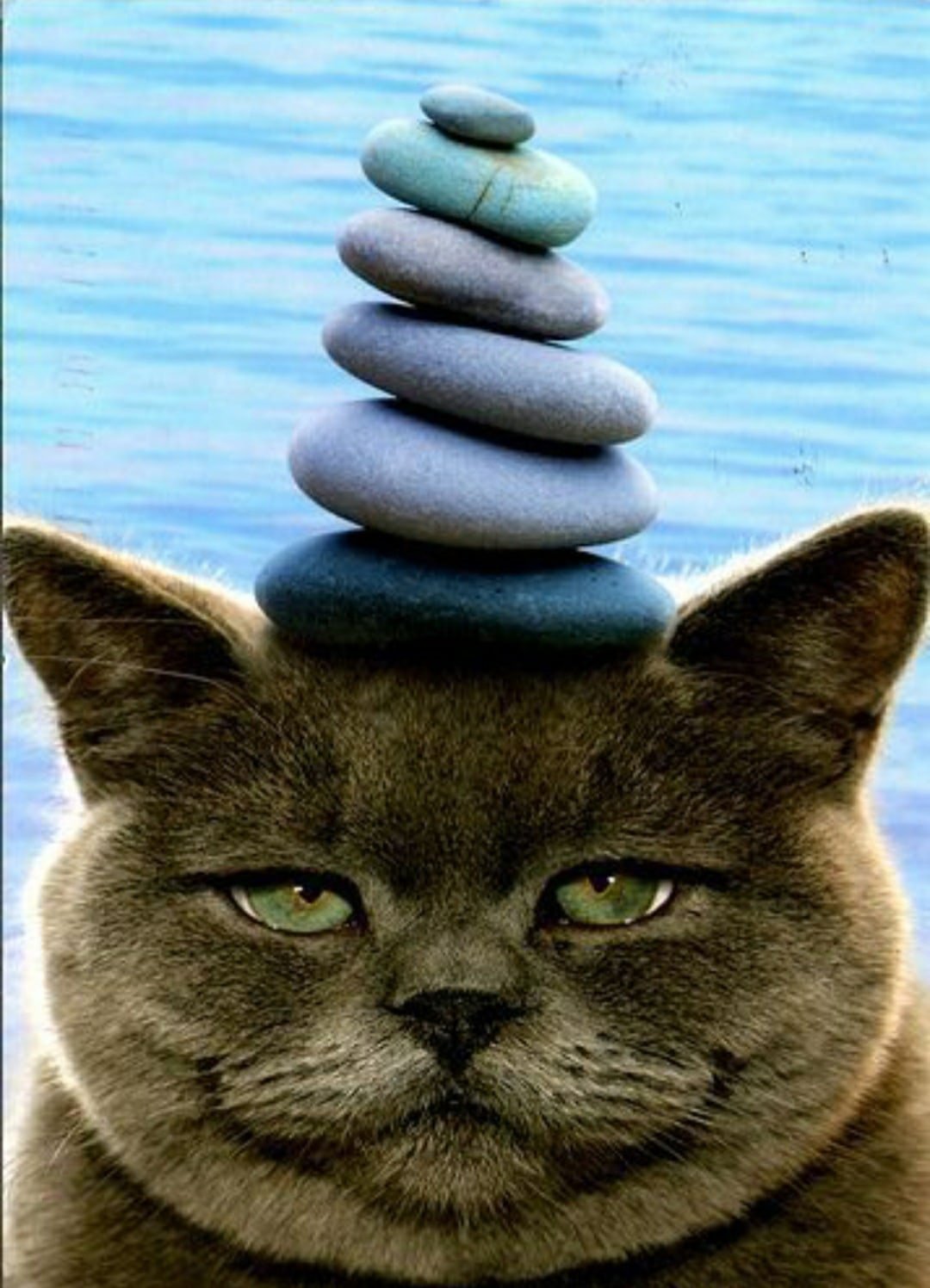 Кот в позе лотоса