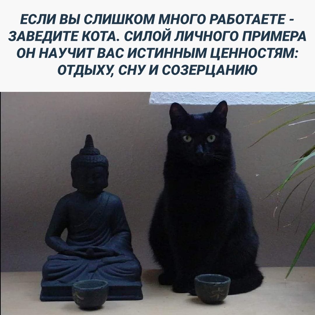 Дзен буддизм юмор