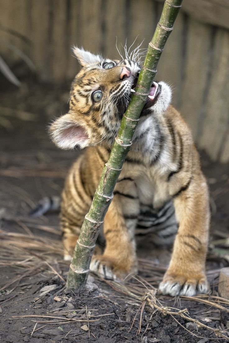 Отражение кошки в луже