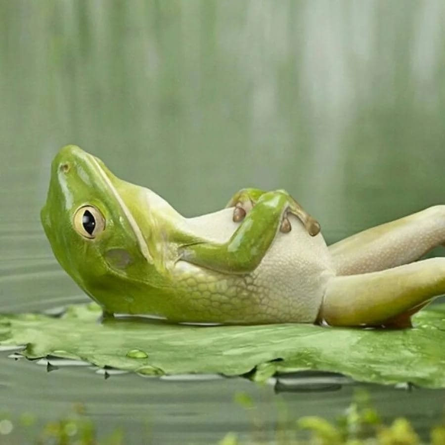 Медитация собака