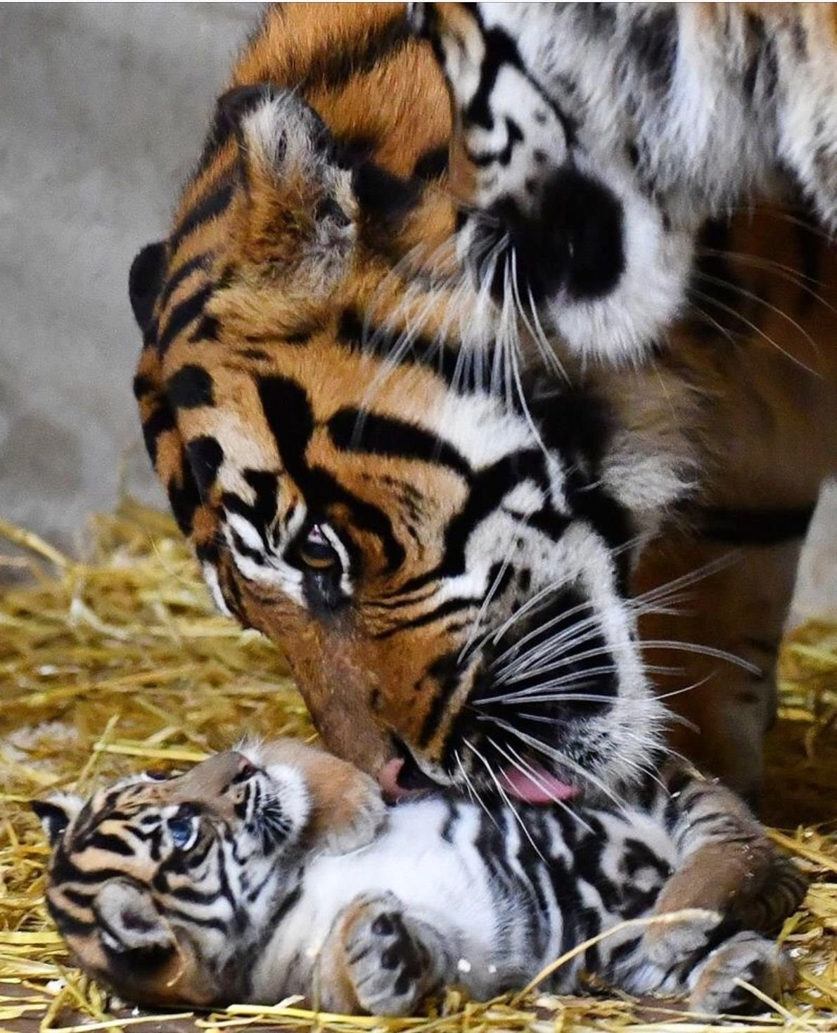 Тигр в отражении