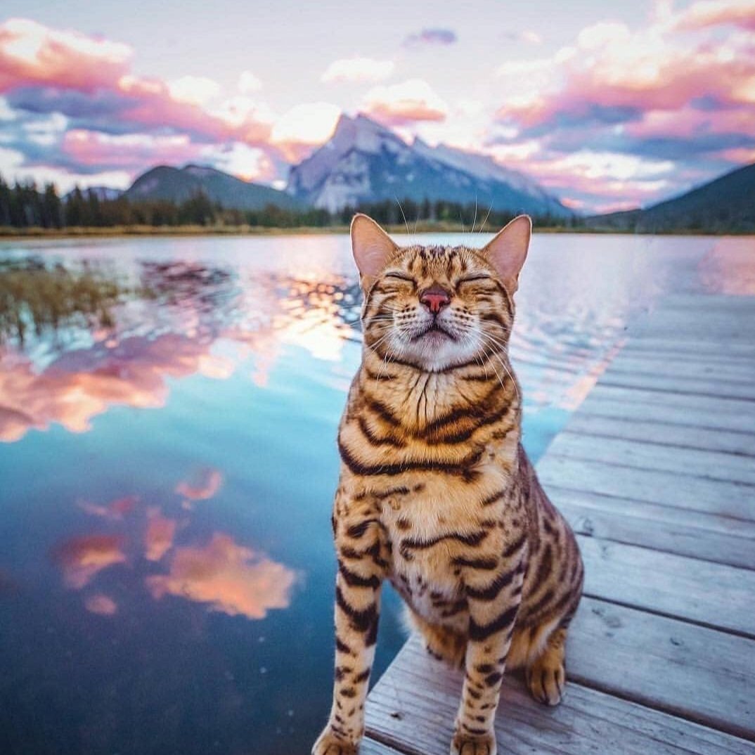 Кот в отражении