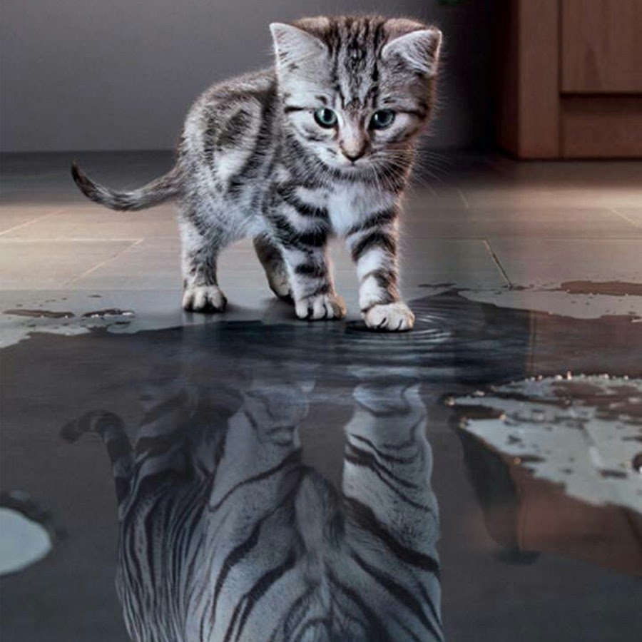 Котенок в отражении тигр